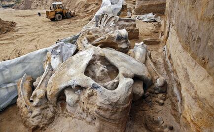 Archeologists find more mammoth fossils in Mexico