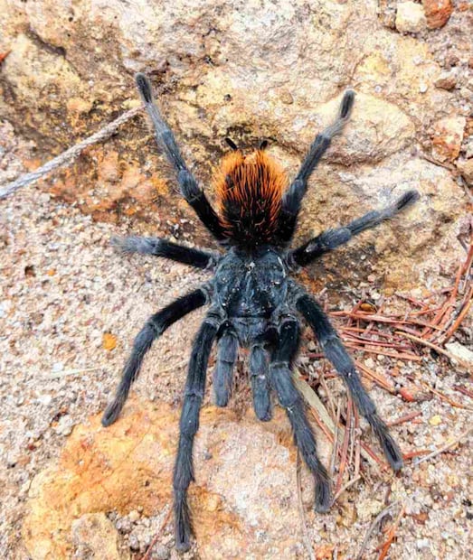 Tarántula mexicana de cadera roja (Tliltocatl vagans) en el Parque Nacional Sierra de Órganos en Zacatecas. Foto: Aracely Salas/Conanp