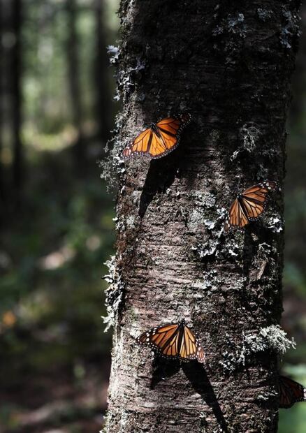 “Era como una leyenda urbana”. Encuentran nueva colonia de mariposas Monarca en México