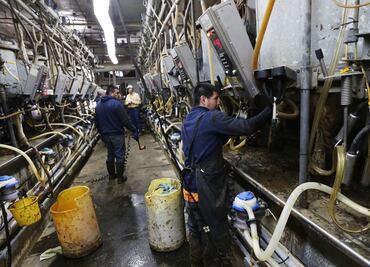 Mexican migrants face sexual harassment, exploitation, and threats at U.S. dairy farms