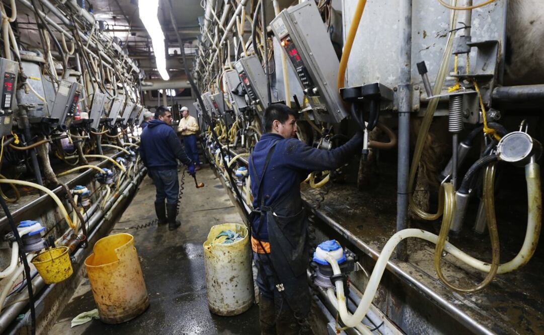 Migrants are ofter mistreated and threatened by farm owners and other employees - Photo: Mike Groll/AP