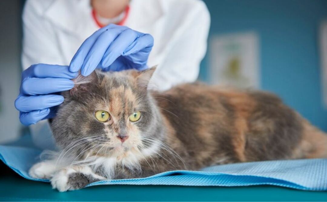 Gato con costras en las orejas. Fuente: Freepik