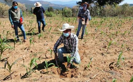 Gobierno de Michoacán destaca bondades de programa Agricultura Sustentable