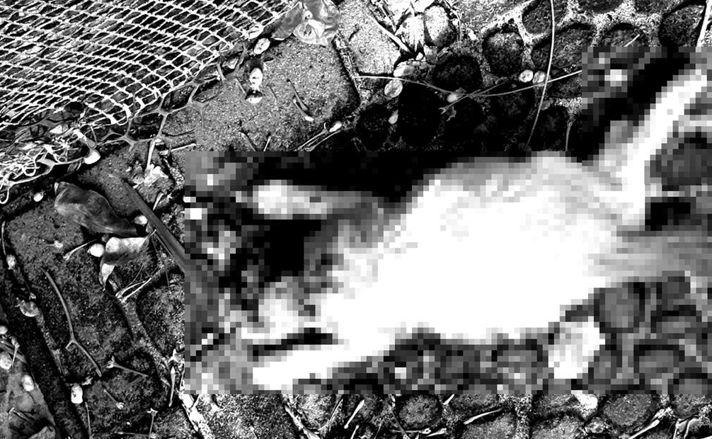 Maltrato animal. Foto: Especial