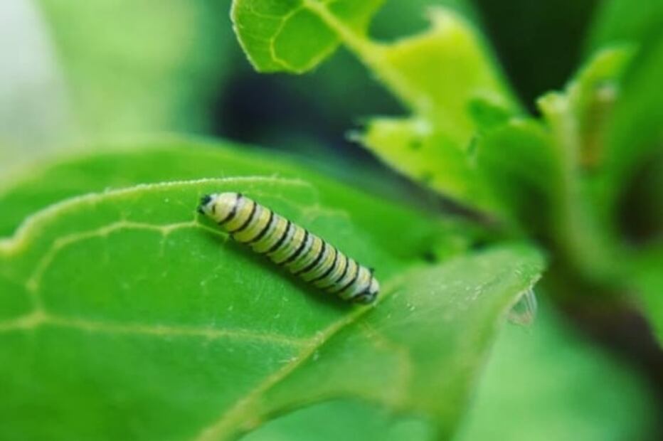 Visita el mariposario de Chapultepec en el “Mes de la Monarca”  