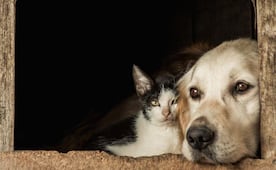 Depresión en perros y gatos: ¿cómo detectarla?; no confundas estos comportamientos con pereza