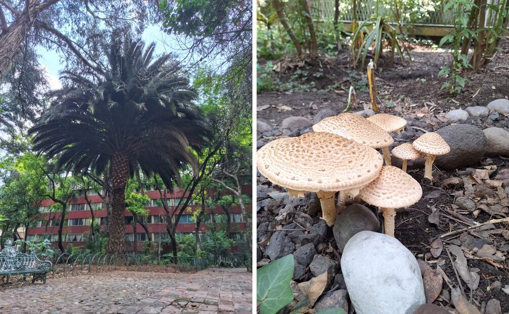 Iniciativa de activistas ambientales que reverdece Tlatelolco.
Foto: Isela Hinojoza