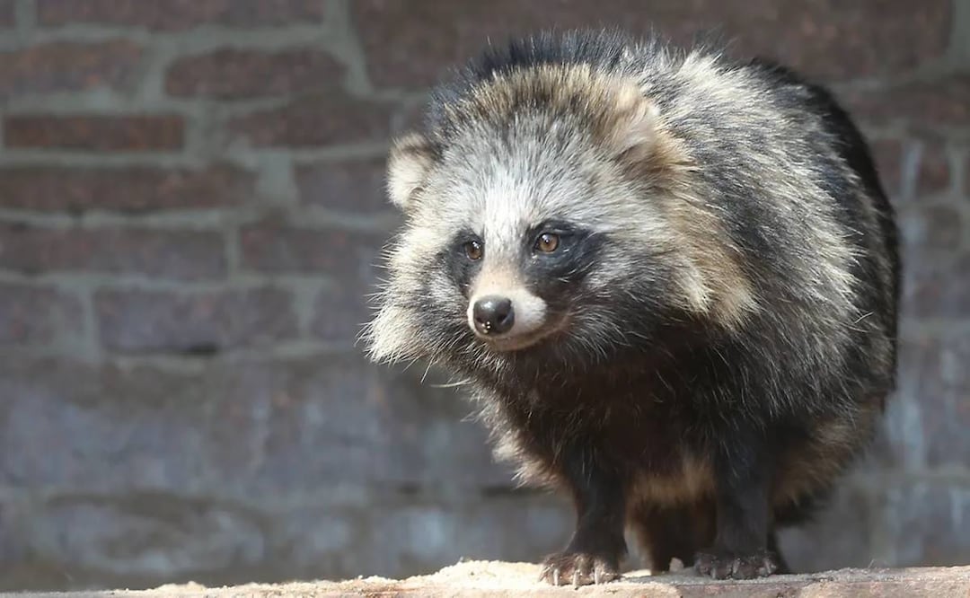 Los perros mapaches, criaturas comúnmente criadas para la venta en China, también son conocidas por ser una de las muchas especies de mamíferos que pueden contraer y propagar el coronavirus fácilmente, dicen expertos. Foto: Getty