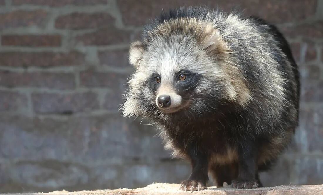 Se cumple un lustro del Covid-19, el virus que cimbró al mundo. Foto: Getty