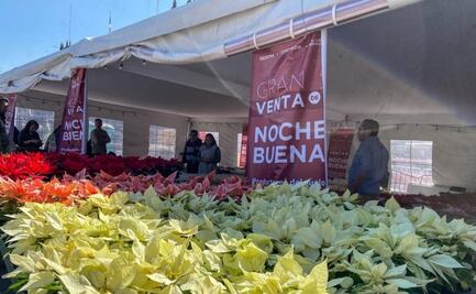 Sedema invita a la compra de Nochebuenas en el Zócalo capitalino