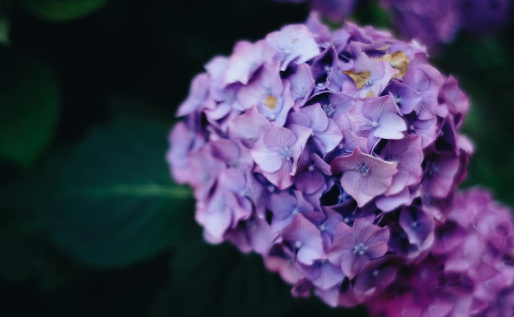 Hortensia morada. Foto: Canva
