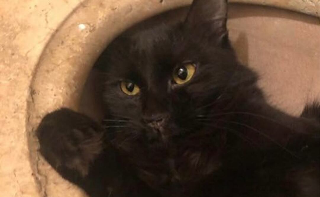 Paciente con coronavirus contagió a su gato en Bélgica