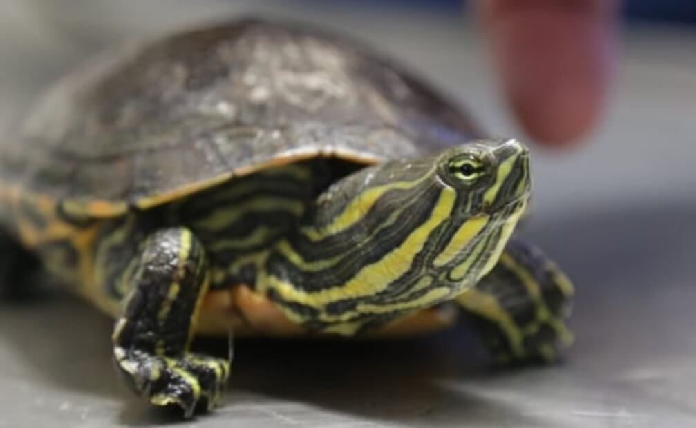 Rescatan a tortuga pavorreal y caimán bebé que iban a ser vendidos en tianguis de Ecatepec