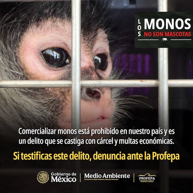 Profepa lanza campaña contra tráfico de primates y afirma que "los monos no son mascotas" (25/08/2026). Foto: Especial
