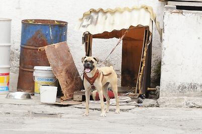 Incluyen a mascotas en el programa Médico en tu Casa