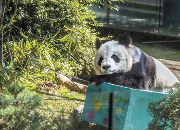 Prevén más recursos para bienestar de animales