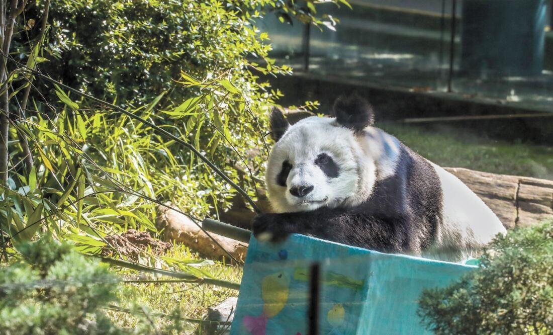 La Sedema resaltó el trabajo que se realiza en los zoológicos de la ciudad, donde especies como el panda se han desarrollado satisfactoriamente. Foto: GERMÁN ESPINOSA. EL UNIVERSAL