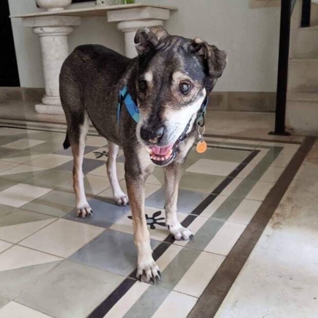 Perritos dejan México para buscar un nuevo hogar en Canadá