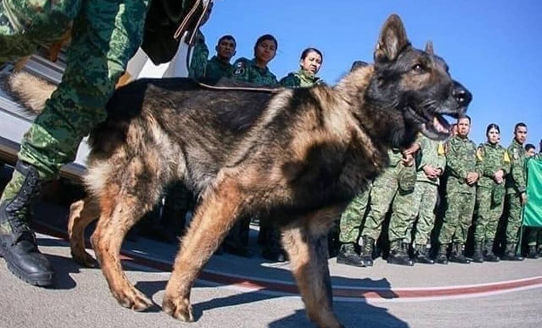 Proteo. Foto: Especial