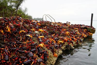 Cangrejos invaden Bahía de Cochinos en Cuba