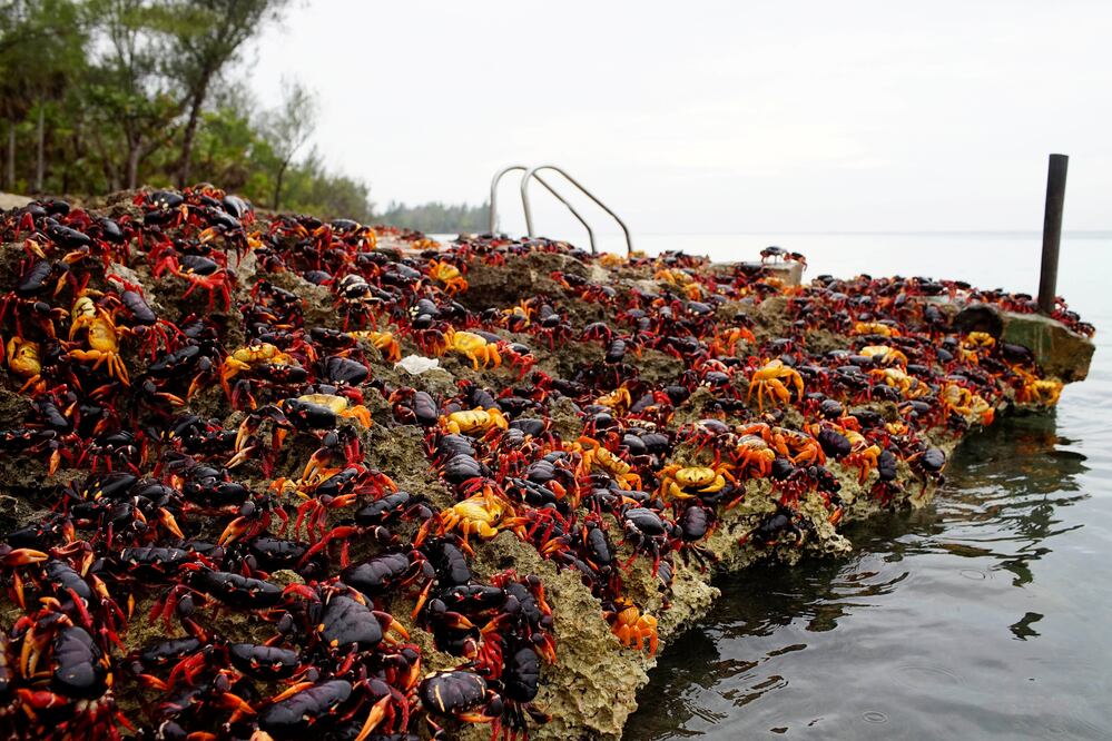 Los cangrejos marchan por días desde los bosques circundantes hasta la bahía en la costa sur de la isla para desovar en el mar. (Foto: Reuters)
