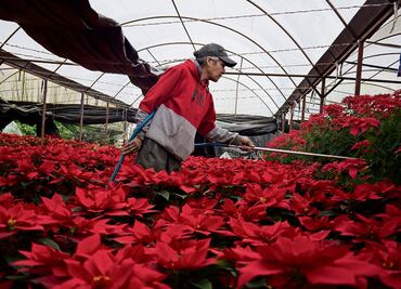 Nochebuena resiste ante el cambio climático
