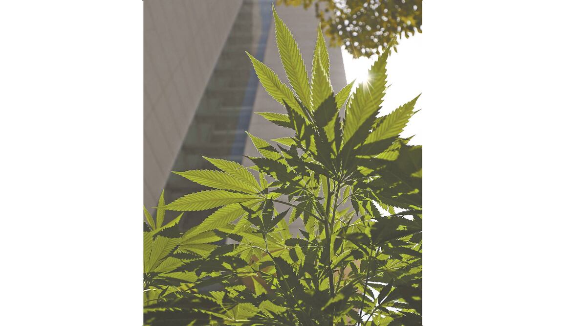 Comisiones del Senado han llegado a acuerdos, plasmados en un proyecto de dictamen, respecto a la regulación de la marihuana. Foto: ARCHIVO EL UNIVERSAL