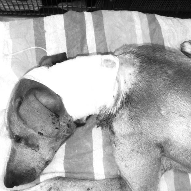 Alistan denuncia por agresión a perrito que fue atravesado con una flecha en Sinaloa