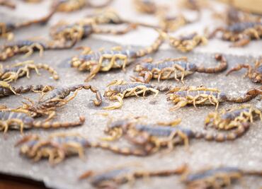 ¡Ahí vienen los escamoles y otras delicias!