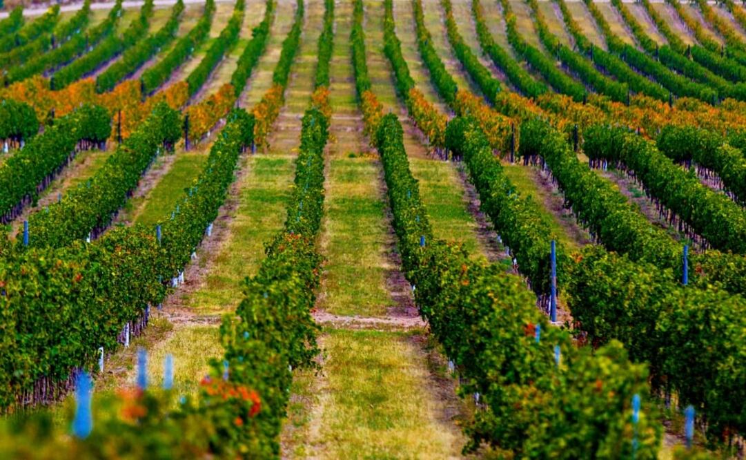 Vinos Don Leo se fundó en el año 2000. (Foto: Cortesía Vinos Don Leo)