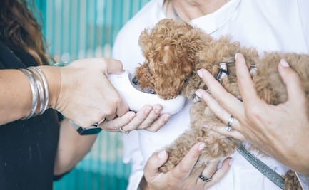 ¡Llegan "dogtores" a Tlalnepantla! Inauguran tercera clínica veterinaria en El Tenayo
