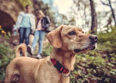 En Hidalgo organizan recorridos guiados con tu mascota