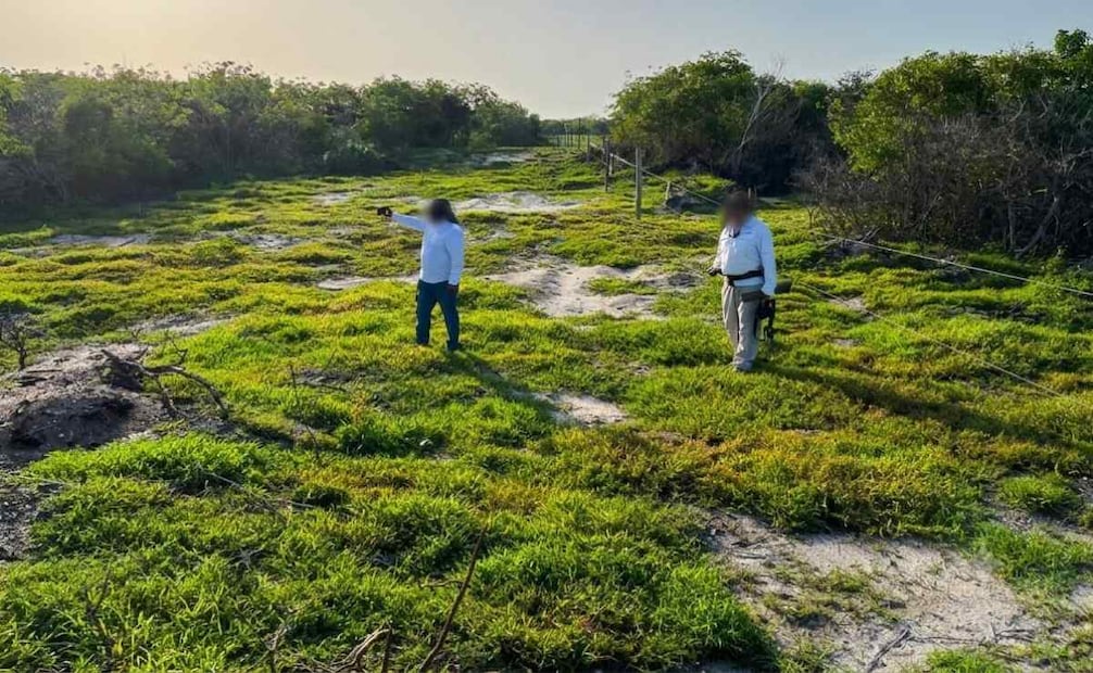 Profepa clausura obras por devastar manglares en Celestún, Yucatán; detectan daños en más de 130 hectáreas.
Foto: Especial.