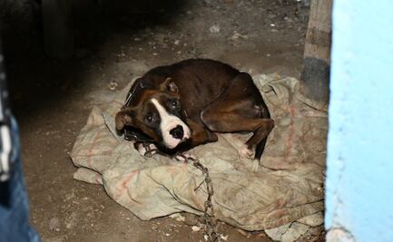Rescatan a perrito abandonado en una vivienda de Ciudad Victoria, Tamaulipas