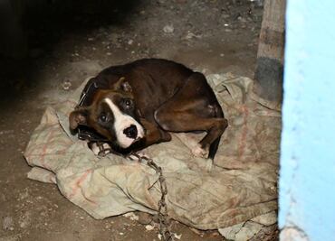 En Navidad aumenta índice de lomitos abandonados o amarrados en azoteas, “no son un regalo”: Pedigree