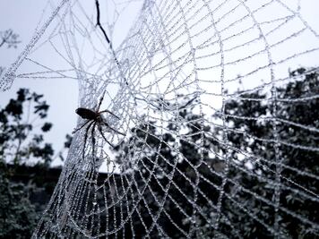 Identifican nueva especie de la letal araña violinista