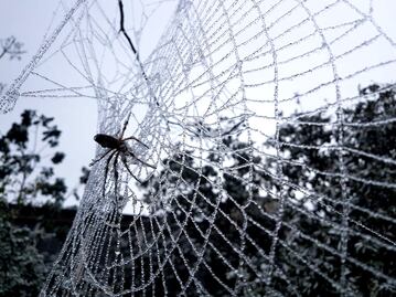 Identifican nueva especie de la letal araña violinista