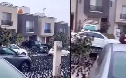 Como en "Los Pájaros": comportamiento de cuervos causa preocupación en el mundo