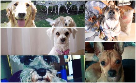 Ésta es la mejor manera de celebrar el Día Mundial del Perro