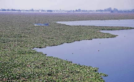 Llaman a no ingresar a la Laguna de Zumpango; no es apta para nadar, advierten autoridades 