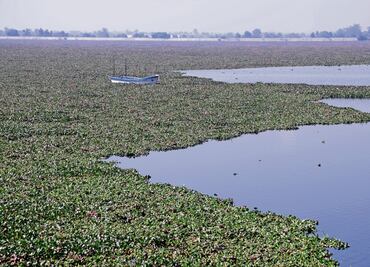 Llaman a no ingresar a la Laguna de Zumpango; no es apta para nadar, advierten autoridades