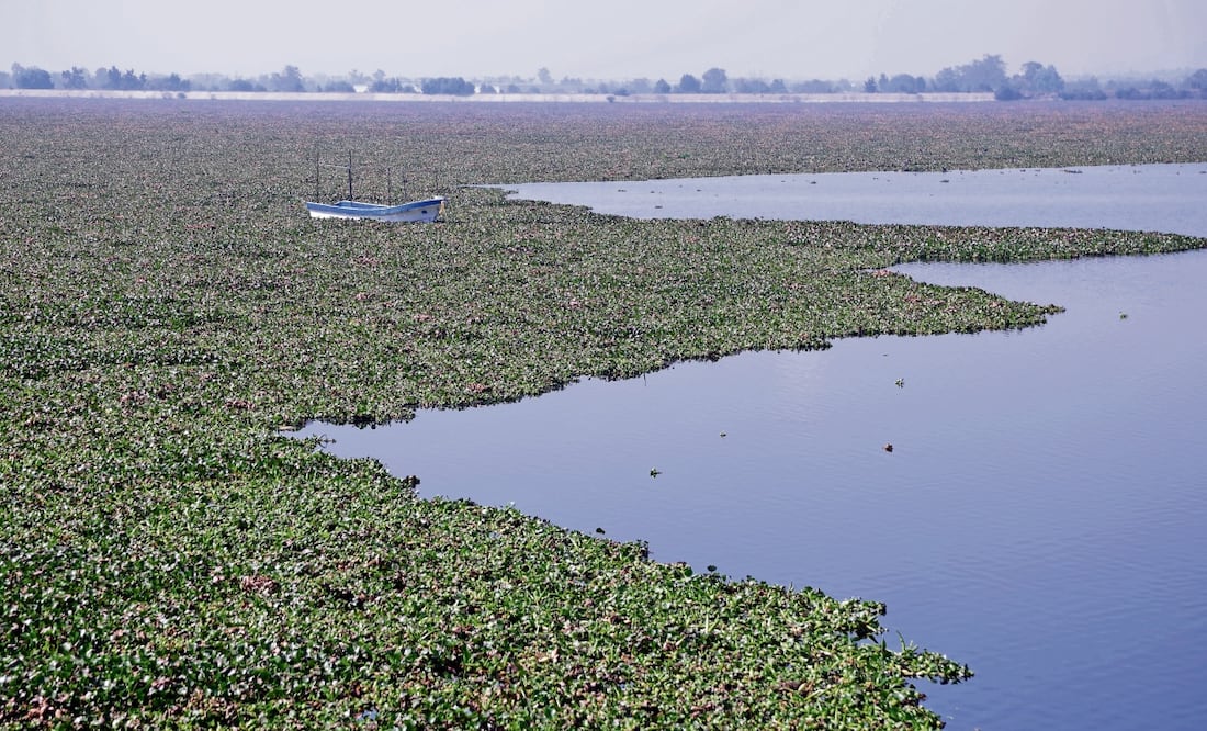 Con tanto lirio acuático están en riesgo las actividades turísticas que se han retomado, como los paseos en lancha, ya se quedó varada una, explicó un habitante de la comunidad de San Pedro la Laguna. Foto: Carlos Mejía / EL UNIVERSAL