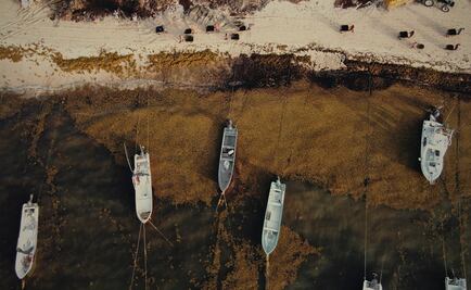 13 cosas que sabemos del sargazo en las playas de Quintana Roo
