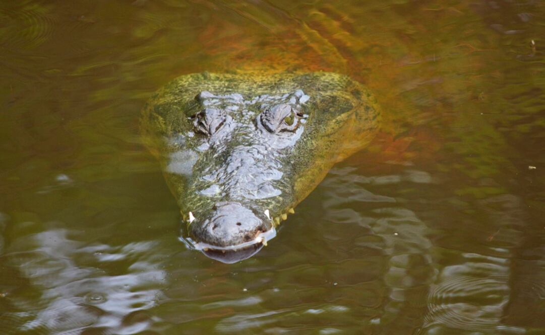 Foto: Archivo/Cuartoscuro              