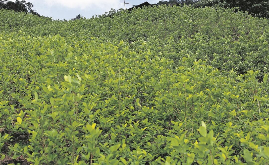 Un campo de coca captado en 2016 se observaba listo para la cosecha en la región montañosa de Antioquia, Colombia. Foto: ARCHIVO AP