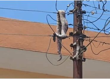 Boa se enreda en poste de luz y deja sin energía eléctrica a cientos de usuarios en Mérida, Yucatán