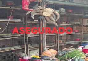 Elementos de la Fiscalía del Edomex rescatan a 162 animales en mercado municipal de Cuautitlán México; encuentran 47 restos óseos