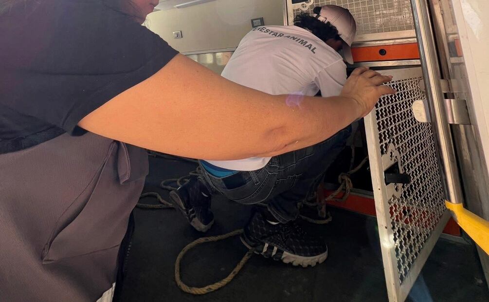 Activistas denuncian matanza de perros y gatos en Centro de Bienestar Animal en Cancún, Quintana Roo (08/11/2025). Foto: Tomada de Facebook