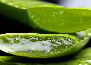 ¿Cómo extraer el aloe vera de la sábila?