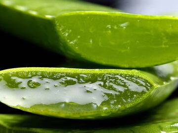 ¿Cómo extraer el aloe vera de la sábila?